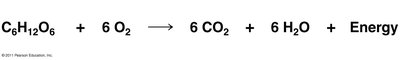 Cellular respiration chemical equation