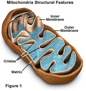 Mitochondria structural features