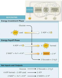 Glycolysis phases and net products