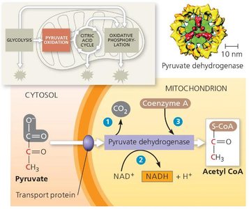 Citric acid cycle diagram