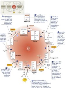 Citric acid cycle net products