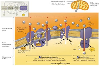 Oxidative phosphorylation diagram