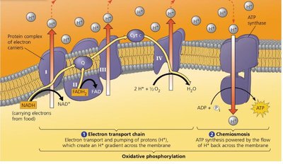 Chemiosmosis and ATP synthase