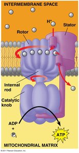 ATP synthase structure