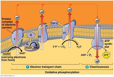 Oxidative phosphorylation summary