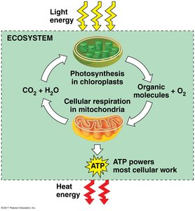 Ecosystem carbon cycle showing photosynthesis and cellular respiration