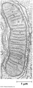 Mitochondrion diagram