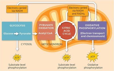 Diagram of cellular respiration phases