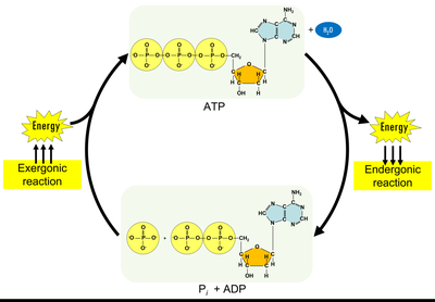 ATP cycle showing exergonic and endergonic reactions