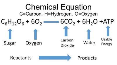 Cellular respiration chemical equation
