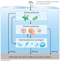 Diagram of carbon flow in aquatic ecosystems