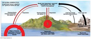 The global carbon cycle