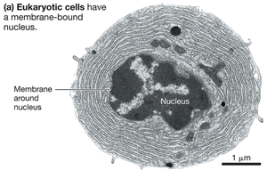 Eukaryotic cell with a membrane-bound nucleus