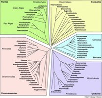 Eukaryotic tree of life