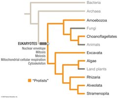 Phylogenetic tree highlighting protists