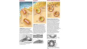 Diagram of endocytosis