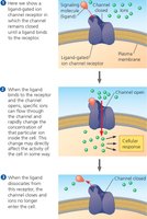 Diagram of ligand-gated ion channel signaling