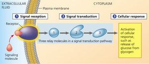 Diagram of the three stages of cell signaling