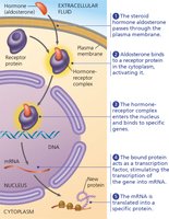 Diagram of steroid hormone signaling