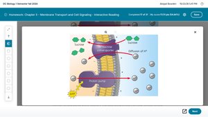 Diagram of cotransport mechanism