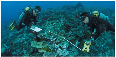 Marine biologists surveying coral reefs