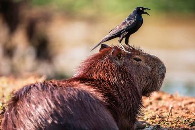 Bird on capybara (commensalism)