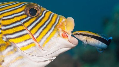 Cleaner fish and host (commensalism)