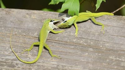 Lizards fighting (intraspecific competition)