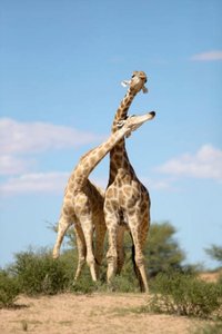 Giraffes fighting (intraspecific competition)