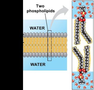 Phospholipid bilayer with hydrophilic heads and hydrophobic tails
