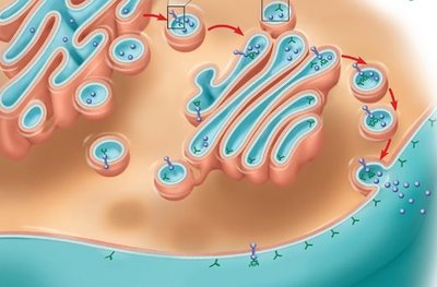 Membrane synthesis and orientation in ER, Golgi, and plasma membrane