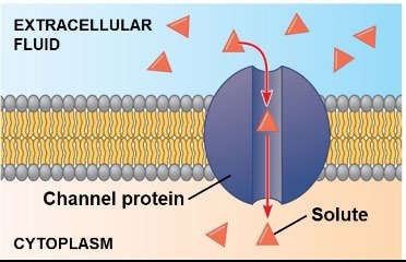 Channel protein facilitating diffusion