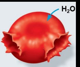 Animal cell in hypotonic solution