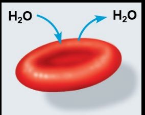 Animal cell in isotonic solution