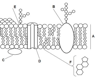 Diagram of plasma membrane components