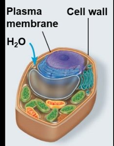 Plant cell in hypotonic solution