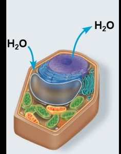 Plant cell in isotonic solution