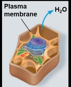 Plant cell in hypertonic solution