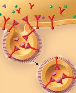 Sodium-potassium pump: K+ transport