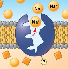 Sodium-potassium pump: ATP usage