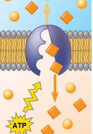 Exocytosis: vesicle fusion and secretion