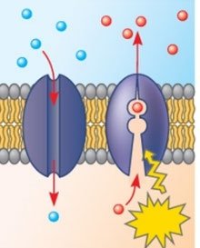 Membrane protein functions: transport, recognition, enzymatic activity, joining, signaling, attachment