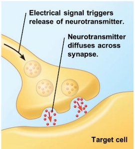 Synaptic signaling: neurotransmitter release