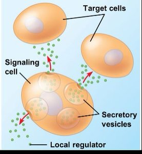 Paracrine signaling: local regulator