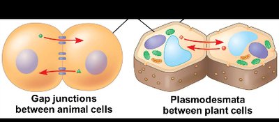 Direct contact: gap junctions and plasmodesmata