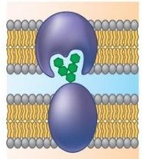 Membrane protein as enzyme