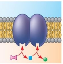 Membrane protein for cell-cell recognition