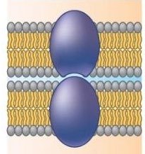 Membrane protein for intercellular joining