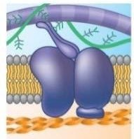Membrane protein for attachment to ECM