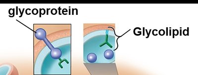 Glycoprotein and glycolipid structure